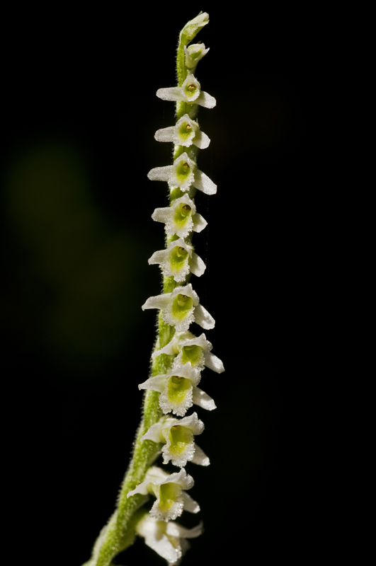 Spiranthes spiralis sulla costa livornese